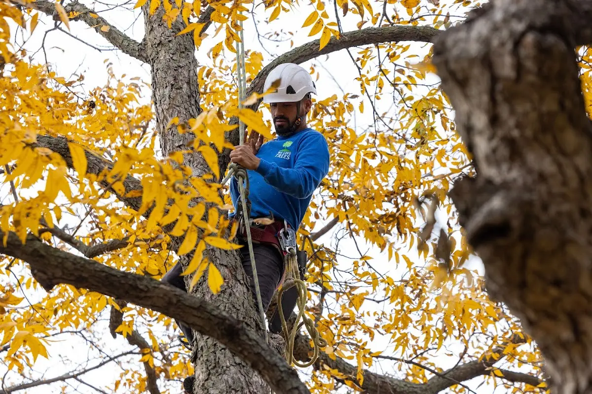 Skilled Tree Transplanting crew working in Mount Savage